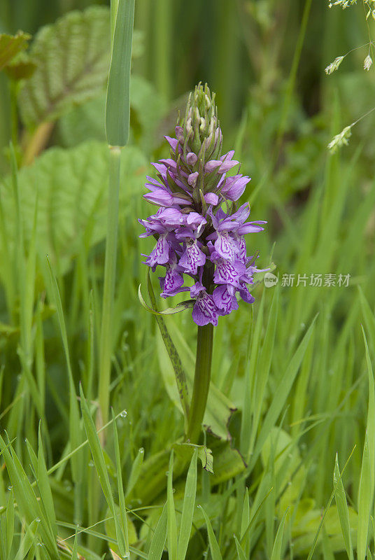 阔叶沼泽兰(Dacttylorhiza majalis)